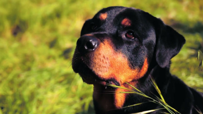 Rottweilers Aren't Rotten, One Filmmaker Aims To Set The Record Straight -  BarkPost