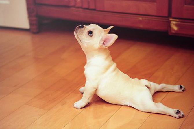 15 Dogs Who Are Just Showing Off Their Superior Yoga Skillz - BarkPost