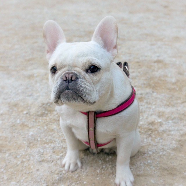 17 Things Only Frenchie Pup Parents Understand