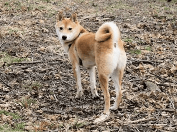 15 Reasons All Other Dog Bootys Should Bow Down To Shiba -9147