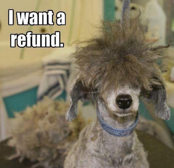 19 Dogs That Should Fire Their Hairdressers Pronto! - BarkPost