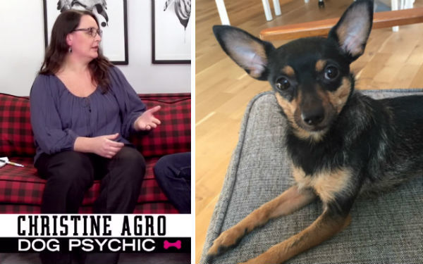 Seth Meyers Called On Dog Psychics To Tell Him What His Dog Couldn