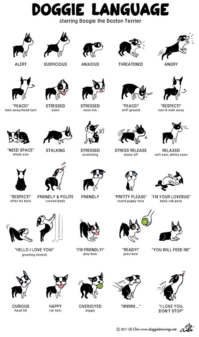 Incredibly Detailed Charts Will Help You Speak Your Dog's Language