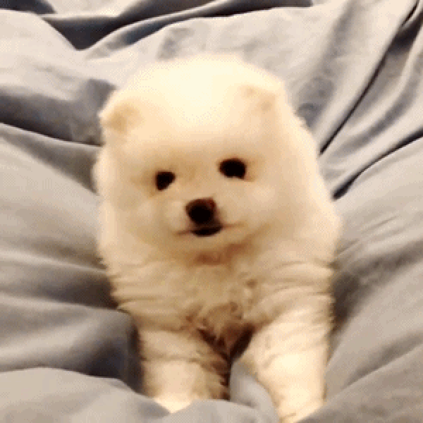 15 Puppies Who Understand The Struggle Of Waking Up BarkPost