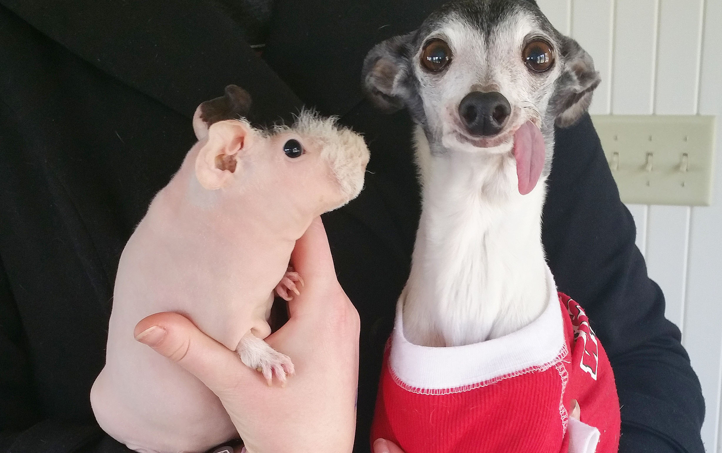 17 Pups Who Welcomed Guinea Pigs Into 