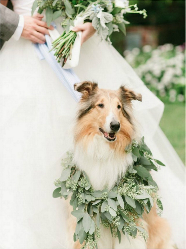 14 Awesome Ways To Include Your Dog On Your Big Day - BarkPost