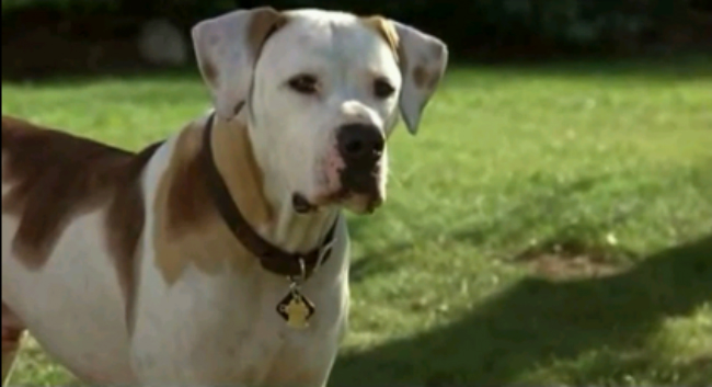 20 Drinking Games You Need To Play When You Watch 'Homeward Bound'