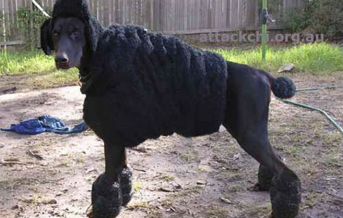 This Doberman Is Disguised As A Poodle Because He's A Fugitive In His