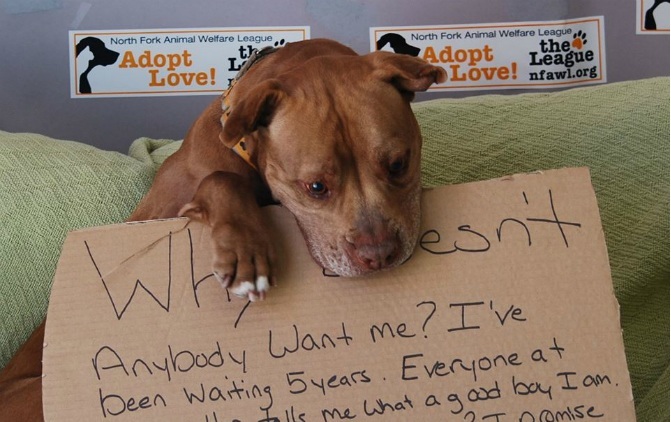 Dog Waits Five Years To Be Adopted, One Picture Changes