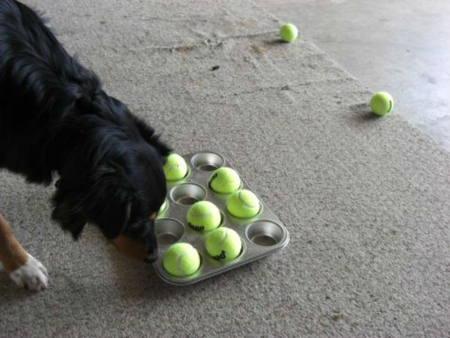 best busy toys for dogs