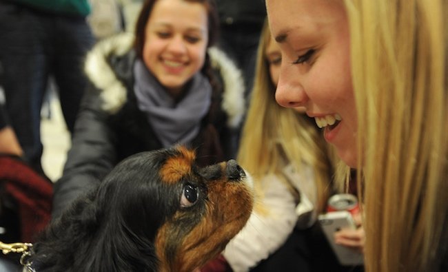 8 Colleges That Are Harnessing Puppy Power To Destress