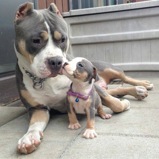 cute-pit-bull-mom-and-baby-puppy-dogurl.jpg