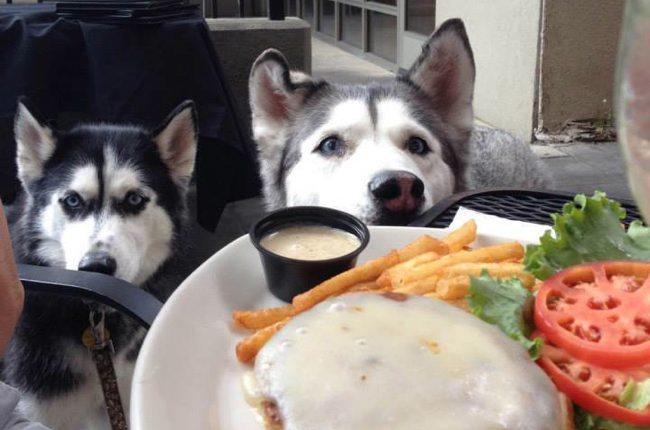 New Yorkers Are One Step Closer To Dining With Their Dogs