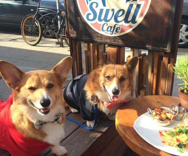 New Yorkers Are One Step Closer To Dining With Their Dogs