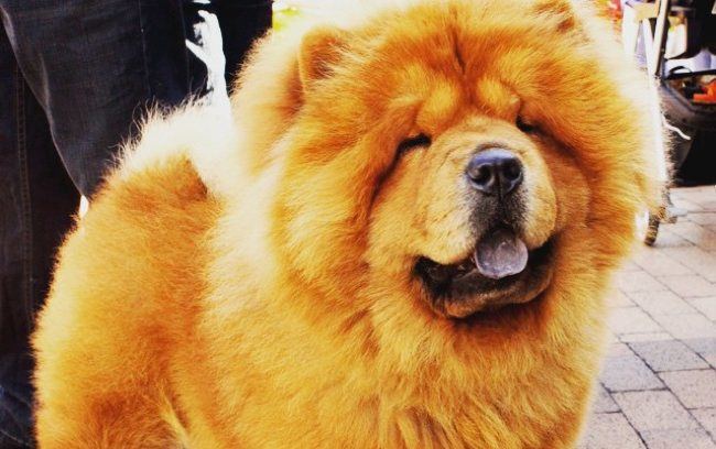 big fluffy japanese dog