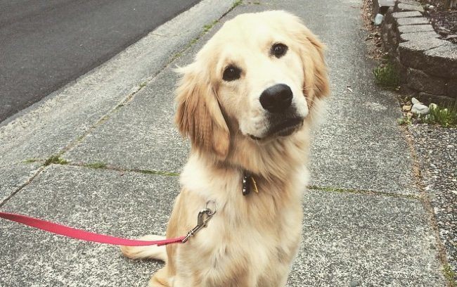 Cancer In Golden Retrievers Is On The Rise It S Time To Find Out Why Barkpost