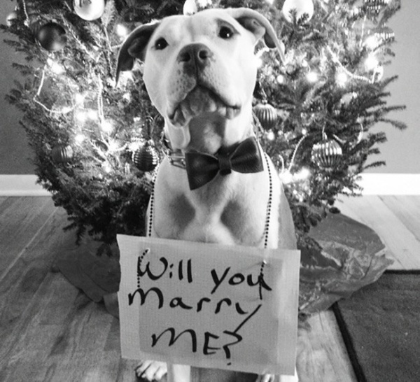 16 Dogs Who Proposed Marriage For Their Humans Barkpost,How To Find An Apartment In Los Angeles