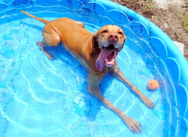 pool safety tips dogs