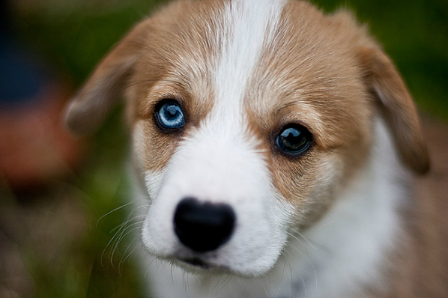 puppies with two different colored eyes