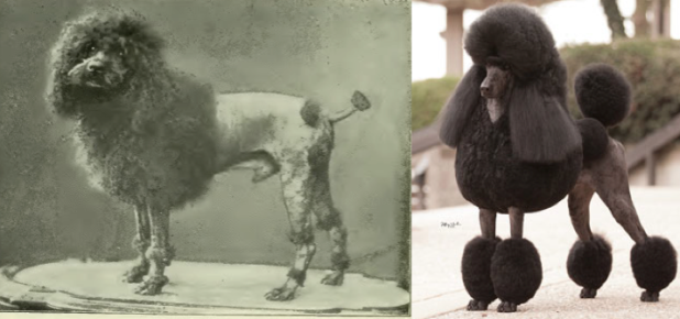 11 Breeds Who Wouldnt Recognize Their Recent Ancestors 