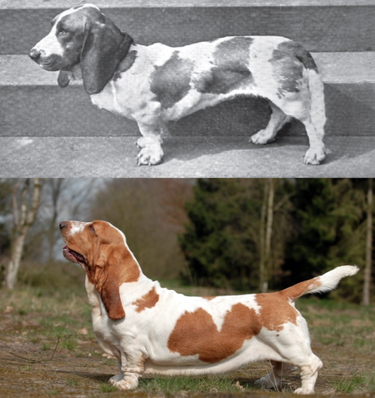 11 Breeds Who Wouldnt Recognize Their Recent Ancestors 