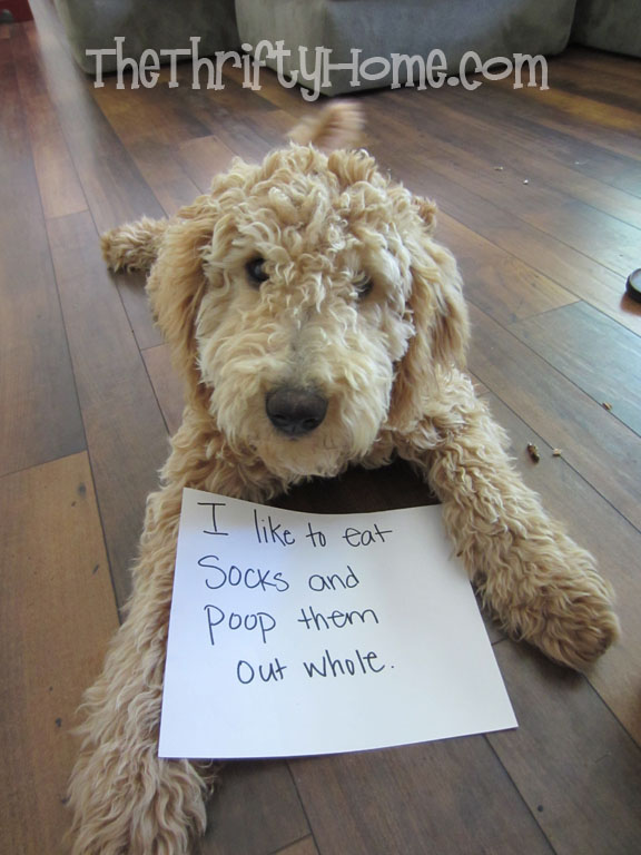 funny labradoodle pictures