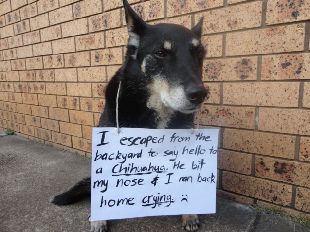 11 Dogs of Dog Shaming Who Think They Are Masters Of