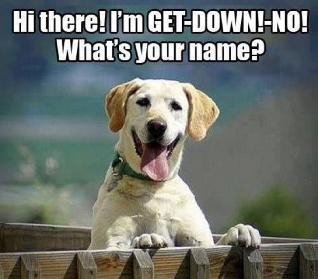 How To Pick The Absolutely Perfect Name For Your Pup Barkpost