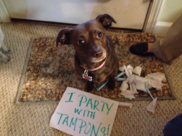 Your Dog Ate A Tampon 