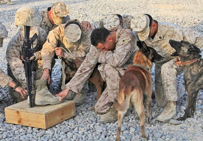 military dog holster