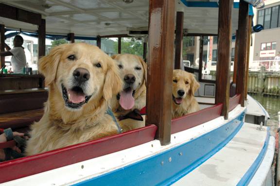 doggy cruise