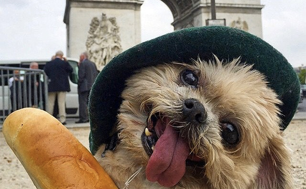 A Guide To Traveling Internationally With A Dog