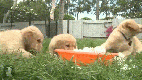 https://barkpost.com/wp-content/uploads/2015/07/puppy-ice-cube-use.gif