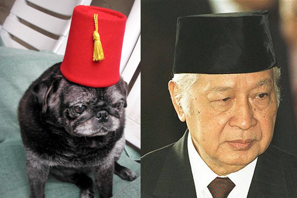 Dogs Who Resemble Politicians