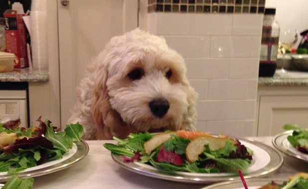 Image result for dog funny dining at dinner table