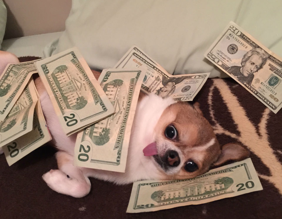 3 Surprising Things You Should Be Doing to Save Money on Your Dog