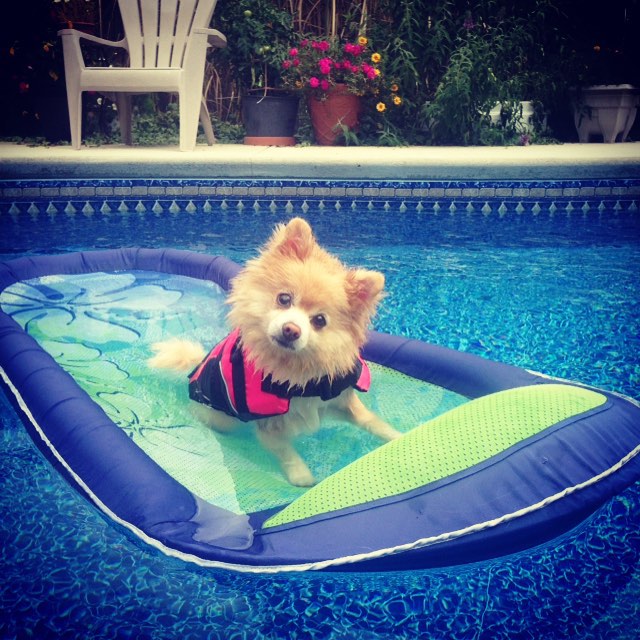 13 Terrible Back-To-School Advice From Your Dog (Who Wishes You'd Just ...