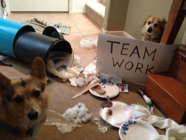 10 Dogs Who Are Total Bros When It Comes To Teamwork BarkPost