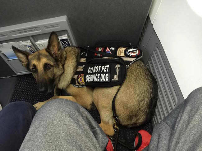 american airlines travel service dog