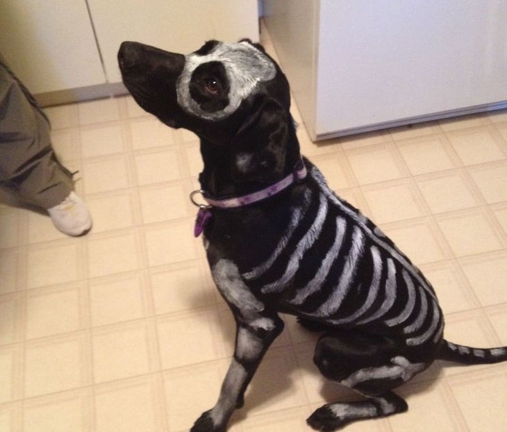 22 Last Minute Costume Ideas For Lazy Pup Parents Barkpost