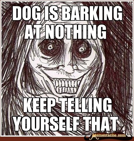 When Your Dog Barks At Nothing Are They Really Barking At Ghosts