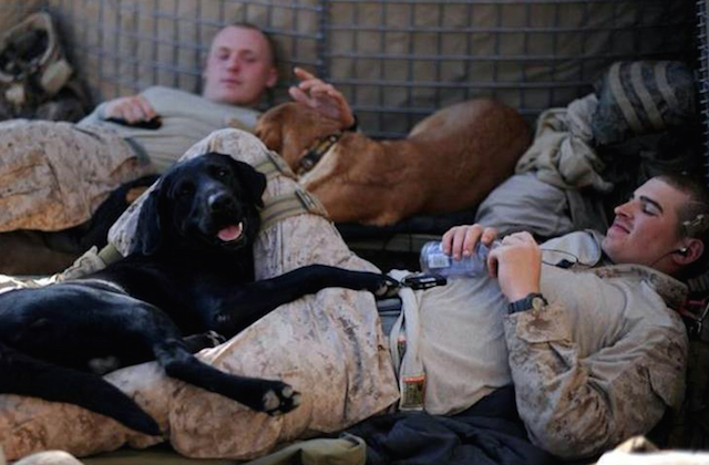 Marines-con-cani