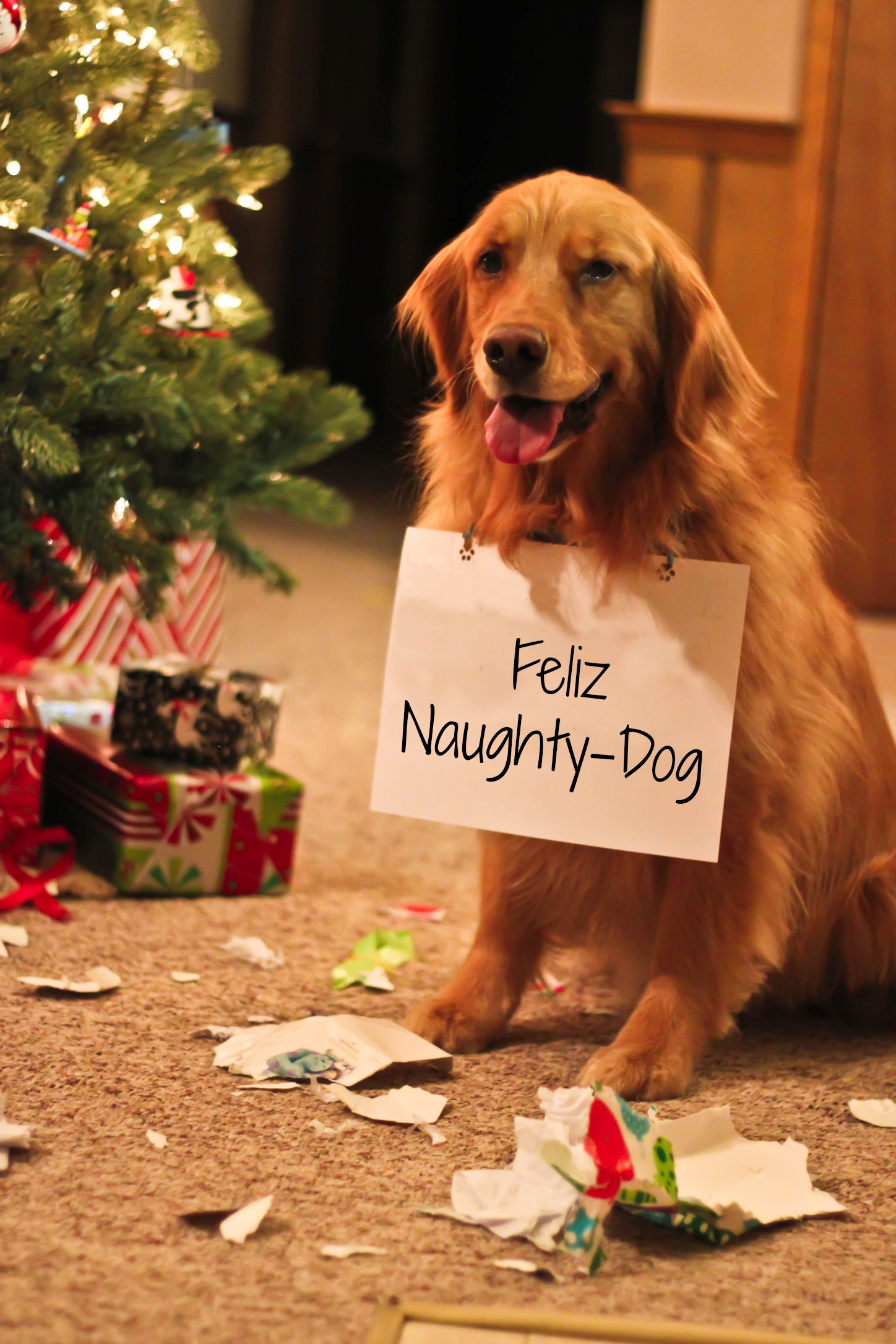 27 Holiday Cards That Prove Your Dog Is Family Too Barkpost