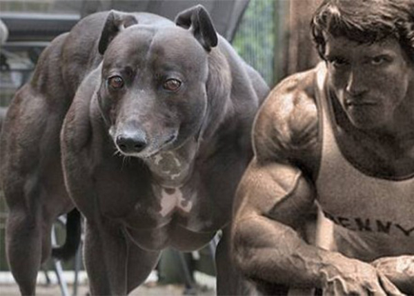 This Whippet Is NOT A Pro Body Builder, So Why The Big ...