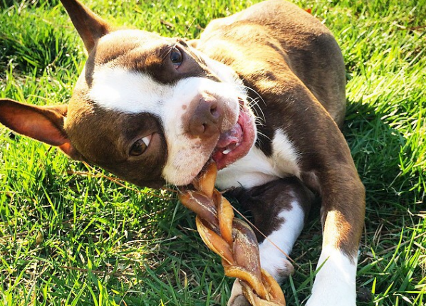 best hard chews for dogs