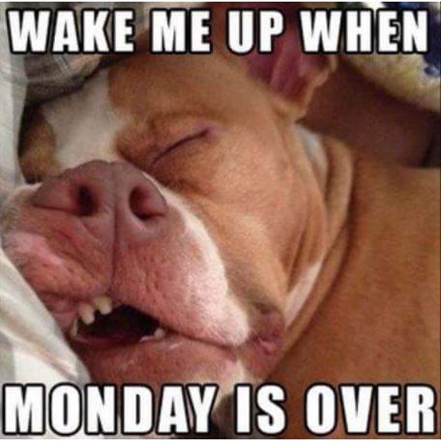 20 Dog Pictures That Sum Up Your Hatred Of Mondays