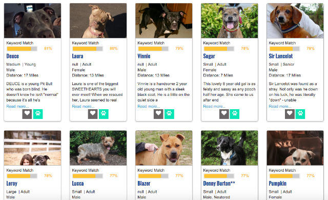 what dog fits your personality quiz