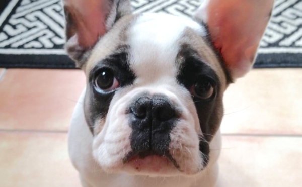 Baby French Bulldog