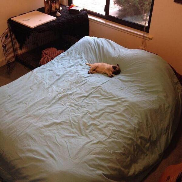25 Heart-Melting Pics Of Tiny Dogs Snoozing In Huge Places - Barkpost-6663