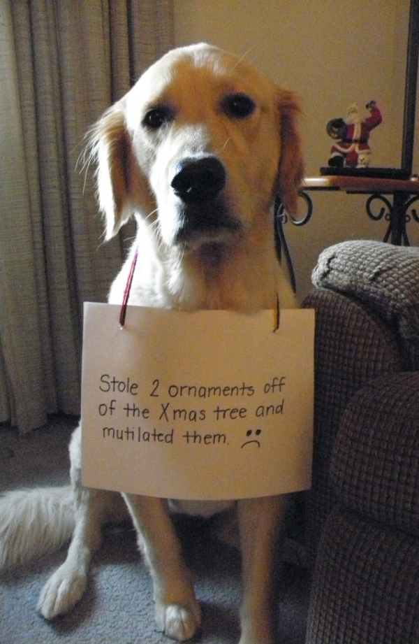 31 Christmas Dog Shaming Pictures